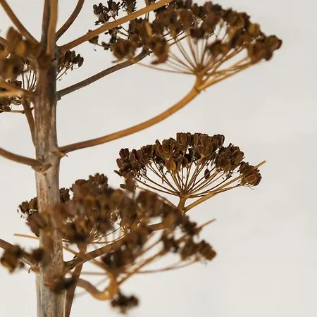 Trullo Natu - Private