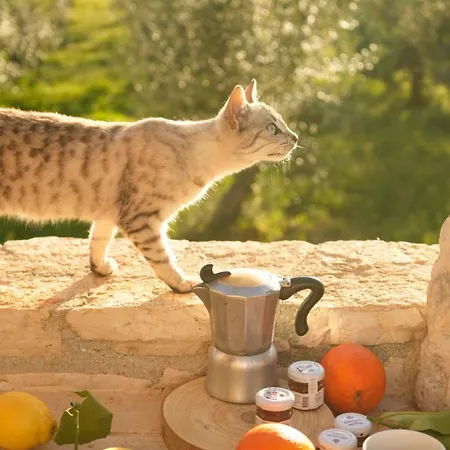 Trullo Natu - Private Alberobello
