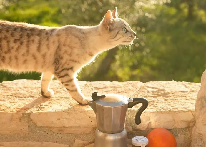 Trullo Natu - Private Alberobello